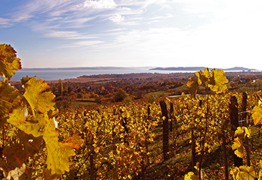 balaton borkostoló